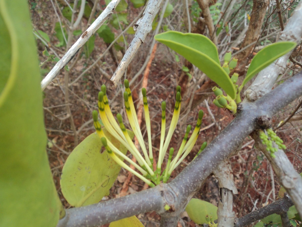 Dendrophthoe falcata (L.f.) Ettingsh.